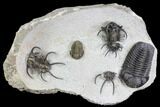 Ceratarges, Morocops & Gerastos Trilobite Plate #108697-1